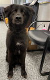 adoptable Dog in  named SHADOW