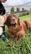 adoptable Dog in  named CHESTER