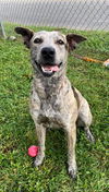 adoptable Dog in  named LUCY
