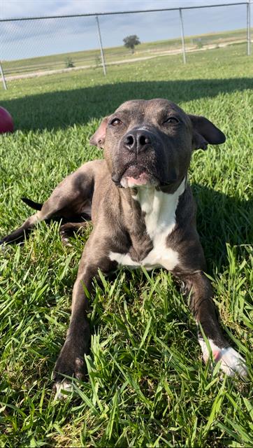 adoptable Dog in Rosenberg, TX named GARDENIA