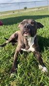 adoptable Dog in  named GARDENIA