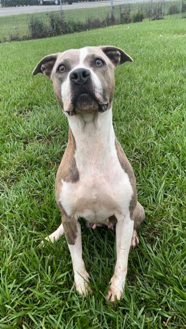 adoptable Dog in Rosenberg, TX named LILLY