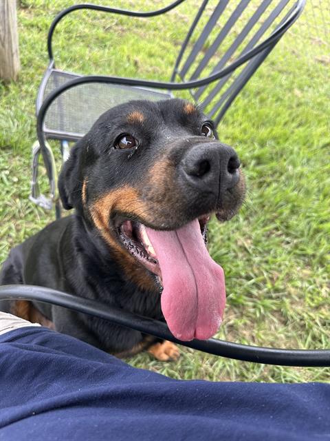 adoptable Dog in Rosenberg, TX named PIPER