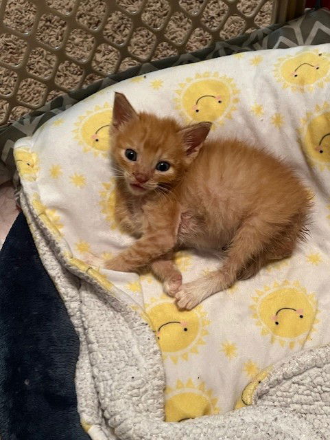 picture of the cat needing adoption