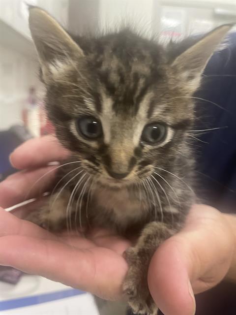 picture of the cat needing adoption