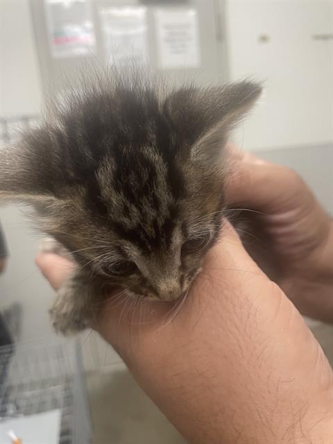 picture of the cat needing adoption