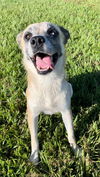 adoptable Dog in  named MARY