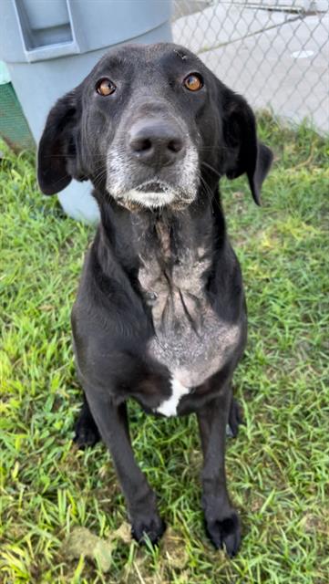 adoptable Dog in Rosenberg, TX named SUSIE Q