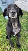 adoptable Dog in  named SUSIE Q
