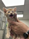 adoptable Cat in Rosenberg, TX named CREOTE