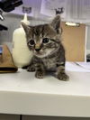 adoptable Cat in Rosenberg, TX named ORACLE