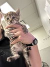 adoptable Cat in Rosenberg, TX named HUNTRESS