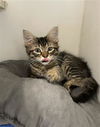 adoptable Cat in Rosenberg, TX named STORM