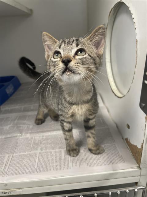 adoptable Cat in Rosenberg, TX named ERIN