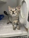 adoptable Cat in Rosenberg, TX named ERIN