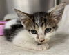 adoptable Cat in Rosenberg, TX named FIONA
