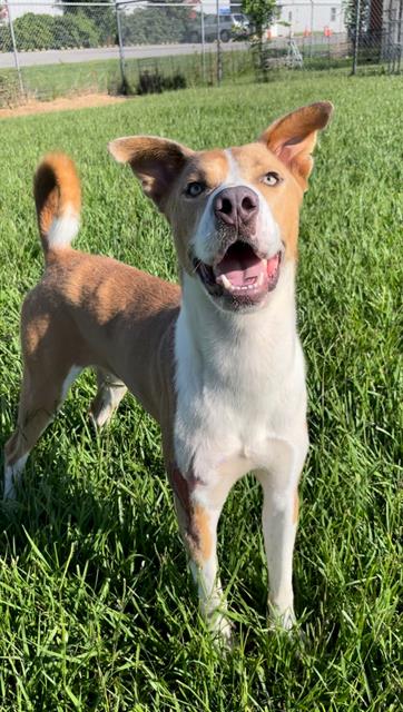 adoptable Dog in Rosenberg, TX named SCOUT