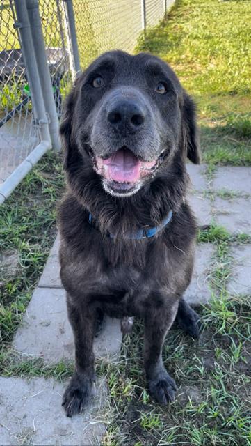 adoptable Dog in Rosenberg, TX named THUNDER