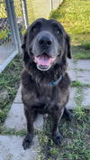 adoptable Dog in  named THUNDER