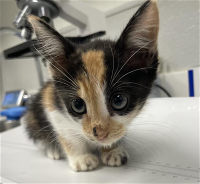 adoptable Cat in Rosenberg, TX named PANDA