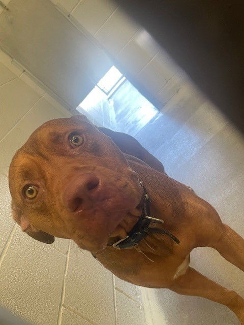 adoptable Dog in Rosenberg, TX named RICKY