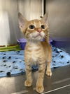 adoptable Cat in Rosenberg, TX named DART