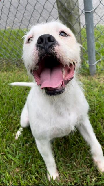 adoptable Dog in Rosenberg, TX named TORTELLINI