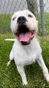adoptable Dog in  named TORTELLINI