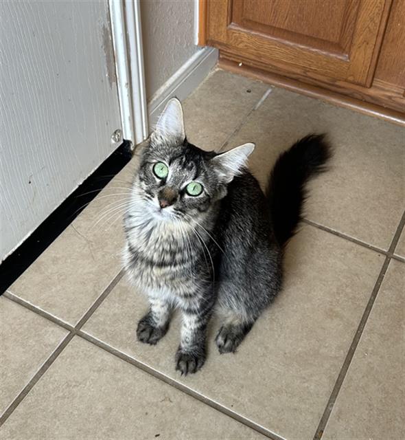 adoptable Cat in Rosenberg, TX named POPPY