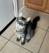 adoptable Cat in Rosenberg, TX named POPPY