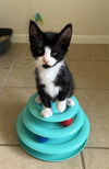 adoptable Cat in Rosenberg, TX named PARKER