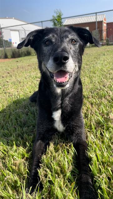adoptable Dog in Rosenberg, TX named JENNY