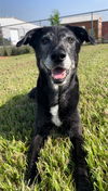 adoptable Dog in  named JENNY