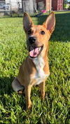 adoptable Dog in  named ROSETTE