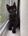 adoptable Cat in Rosenberg, TX named PLUTO
