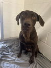 adoptable Dog in Rosenberg, TX named NUTELLA