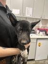 adoptable Dog in Rosenberg, TX named ABYSS