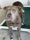 adoptable Dog in  named HEIRESS