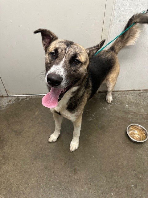 adoptable Dog in Rosenberg, TX named DASH