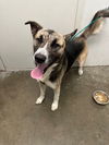 adoptable Dog in Rosenberg, TX named DASH