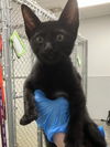 adoptable Cat in Rosenberg, TX named ADONIS