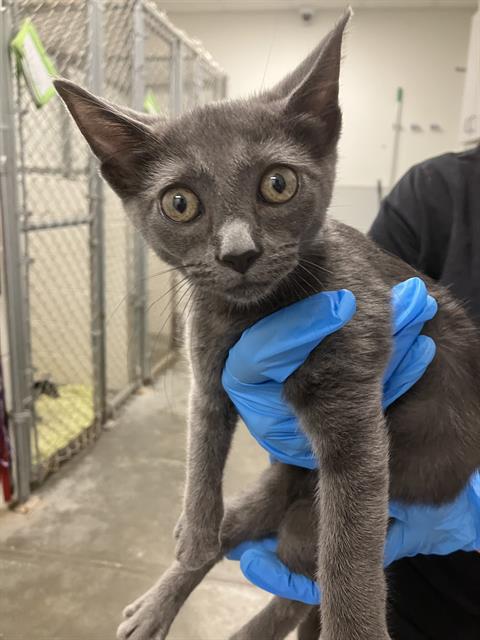 adoptable Cat in Rosenberg, TX named MEDUSA