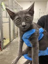 adoptable Cat in Rosenberg, TX named MEDUSA