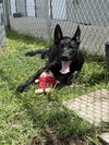 adoptable Dog in  named TOOTHLESS