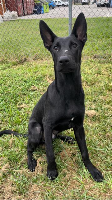 adoptable Dog in Rosenberg, TX named TOOTHLESS