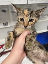 adoptable Cat in Rosenberg, TX named SUNSHINE