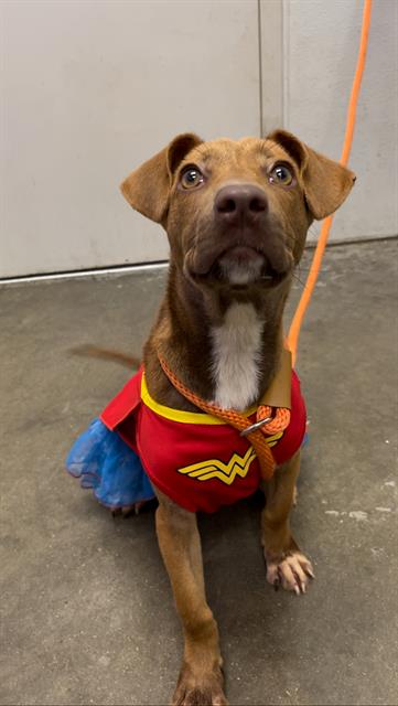 adoptable Dog in Rosenberg, TX named MARIE