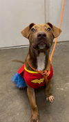 adoptable Dog in  named MARIE