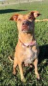 adoptable Dog in  named SAMANTHA