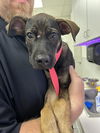 adoptable Dog in  named ROWLEY